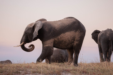 Elephants bathing in Botswana 