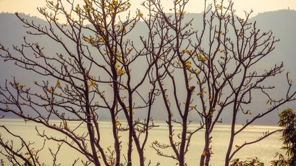 Fototapeta na wymiar Close up of trees with yellow flowers