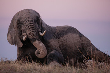 Obraz na płótnie Canvas Elephants bathing in Botswana 