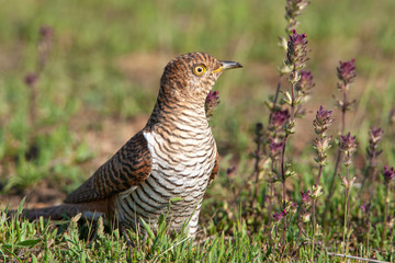 Common Cuckoo (Cuculus canorus) bird in the natural habitat.