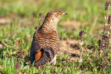 Common Cuckoo (Cuculus canorus) bird in the natural habitat.