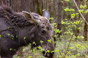 Fototapeta premium Close-up photo of a moose in the wild. Animal in the forest.
