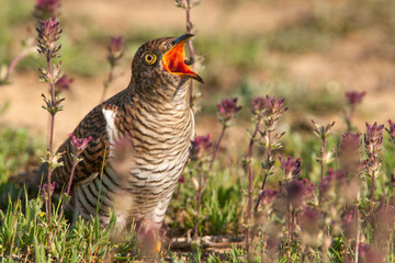 Common Cuckoo (Cuculus canorus) bird in the natural habitat.