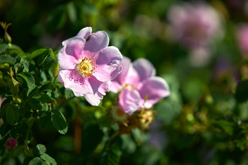 Rose Hip Blossom. Wild Rose Hip blossom in the sunshine.

