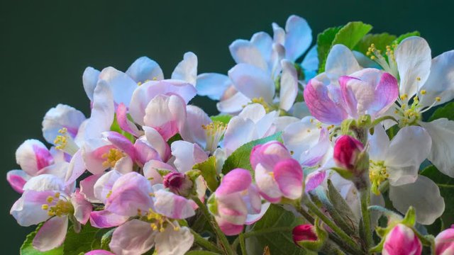 Blossoming apple-tree time lapse. Branch with blooming flowers a apple tree. Time lapse.