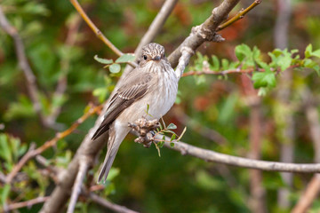 Spotted Flycatcher (Muscicapa) bird in the natural habitat.