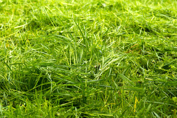 Fototapeta premium texture of green grass at sunset. Grass background