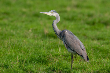 Gray Heron (Ardea cinerea) bird in the natural habitat.