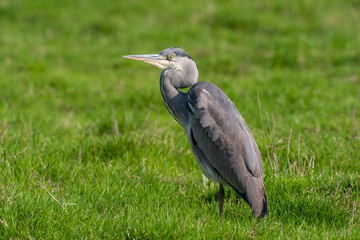 Gray Heron (Ardea cinerea) bird in the natural habitat.