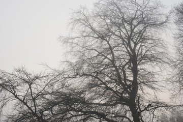 London foggy parks