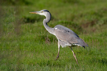 Gray Heron (Ardea cinerea) bird in the natural habitat.