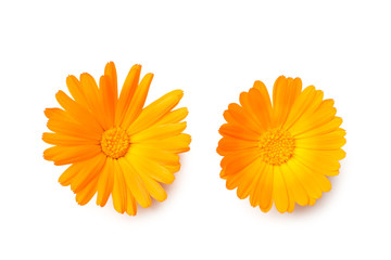 marigold flowers isolated on white background. calendula flower. top view