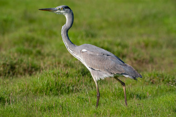 Gray Heron (Ardea cinerea) bird in the natural habitat.