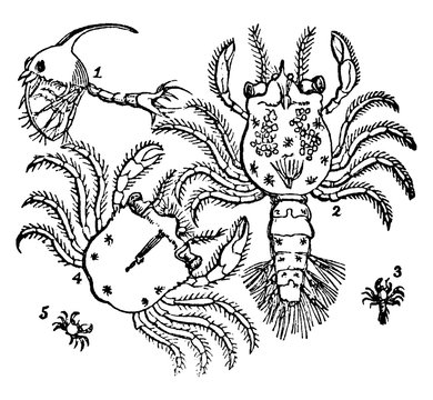 Crab, vintage illustration.
