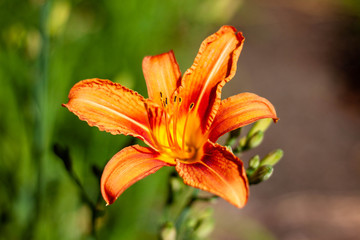 Beautiful orange spring flower in full bloom