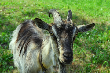 Close up of a young goat