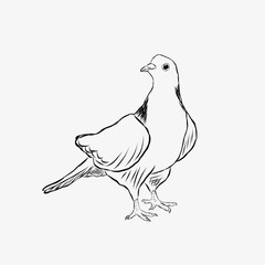 White purebred pigeon.  Raster sketch illustration isolated on white background.