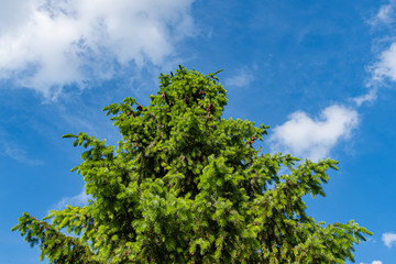 Obraz premium Serbian spruce Picea omorika. Young growing growths with needles on branches of Serbian spruce Picea omorika against blue sky. Spring evergreen landscaped garden. Sunny day. Selective focus.