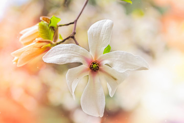 Fototapeta na wymiar Magnolia bloom close-up on a bright April bright day in the sunlight.