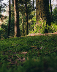 arboretum de Gedinne en Belgique