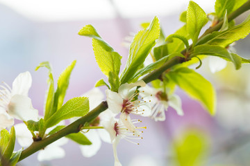 Seasonal blossoming of cherry. Close up