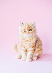 red cat on a pink background