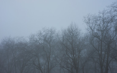 London foggy parks, 