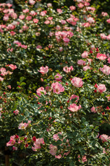 Fototapeta premium 沢山のピンクのバラ／Rose