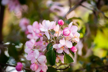 Pink apple tree flowers in spring garden