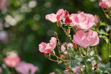 玉ボケにピンクのバラのアップ／Rose