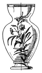 Modern Flower - Vessel, vintage illustration. © Morphart