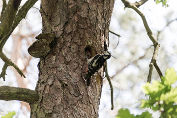 Buntspecht mit Junges
