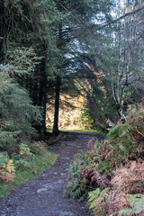 footpath in the woods