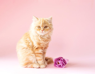 Fototapeta na wymiar cat with pink ribbon
