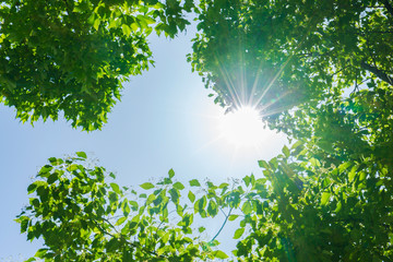 新緑と木洩れ日