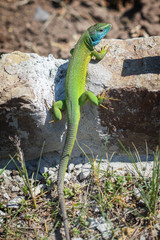 Naklejka na ściany i meble Green Lacerta viridis, Lacerta agilis is a species of lizard of the genus Green lizards. Lizard on the stone