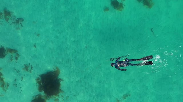 Aerial drone View Of A Free Diver Swimming On the haukland beach in lofoten islands, located in norway. Drone footage of a guy snorkeling with a harpoon. seaweed underneath and crystal clear sea