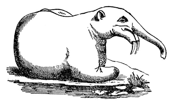 Deinotherium Or Hoe Tusker, Vintage Illustration.