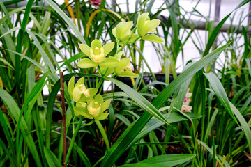 Obraz premium Potted orchids in greenhouse. Plant nursery.
