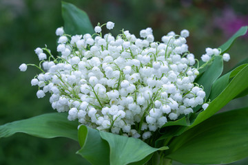 Lily of the valley flower. Convallaria majalis. White bells flower. - 352883917
