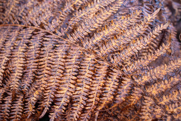 fern leaf in the woods