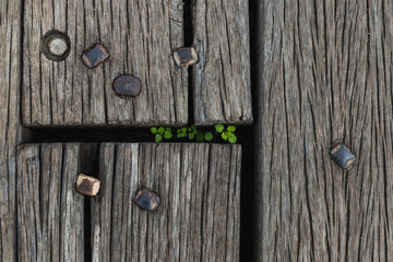 Background of wooden boards with plant alive inside of it