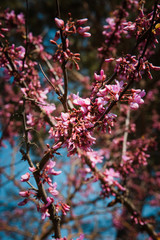 pink cherry blossoms