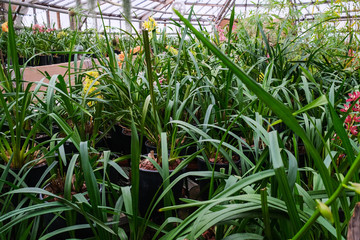 A lot of potted orchids in greenhouse. Cultivation of tropical plants.