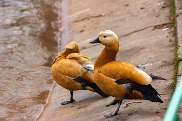 Wild duck Ogar on the lake. Close-up. - obrazy, fototapety, plakaty