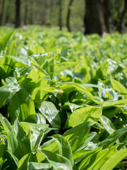 Walk through forest with ground cover by leaves of wild garlic