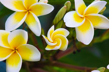 Plumeria flower. Yellow and White Hawaiian Frangipani Flower.