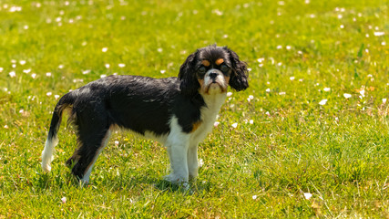 A dog cavalier king charles, a cute puppy running on the lawn
