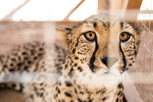 Cheetah confiscated from the illegal wildlife trade