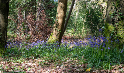 footpath with purple flowers in the woods